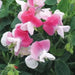 Annual Sweet Pea VINE,DWARF CUPID PINK - Caribbean garden seed