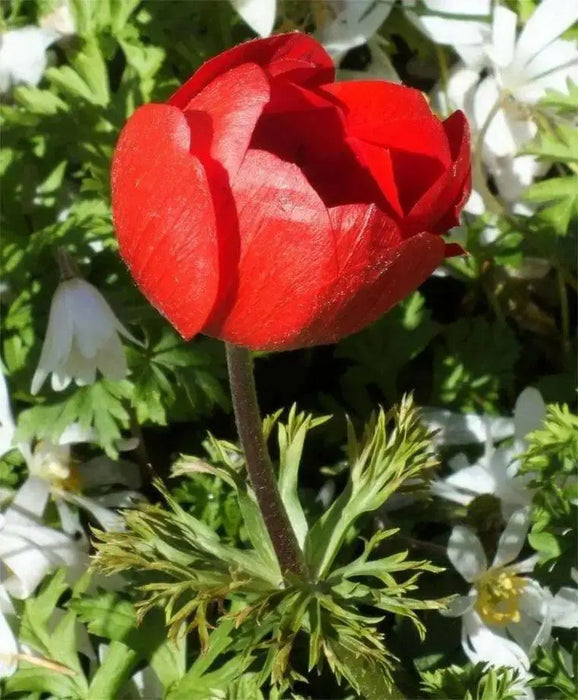 Anemone Hollandia- FALL BULBS,Very Hardy Perennial - Caribbean garden seed