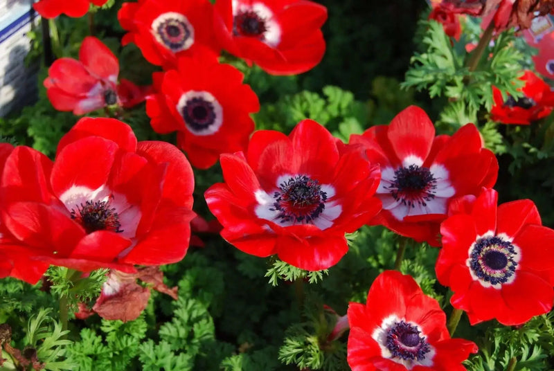 Anemone Hollandia- FALL BULBS,Very Hardy Perennial - Caribbean garden seed