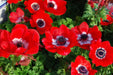 Anemone Hollandia- FALL BULBS,Very Hardy Perennial - Caribbean garden seed
