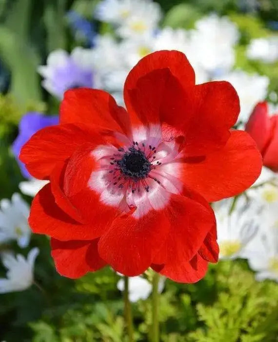 Anemone Hollandia- FALL BULBS,Very Hardy Perennial - Caribbean garden seed