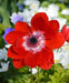 Anemone Hollandia- FALL BULBS,Very Hardy Perennial - Caribbean garden seed
