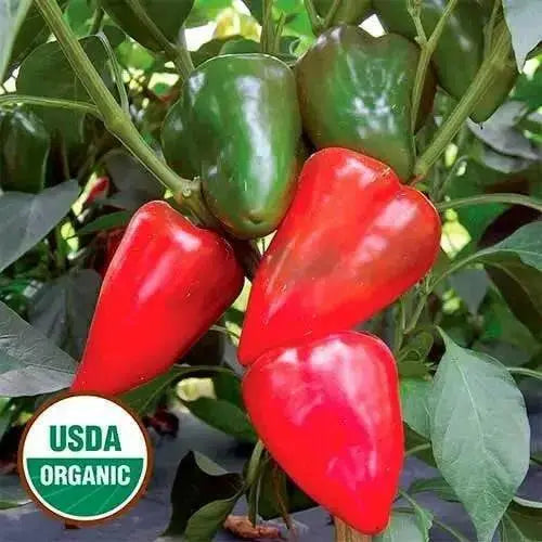 APPLE Sweet Pepper SEEDS , Capsicum annuum - Caribbean garden seed