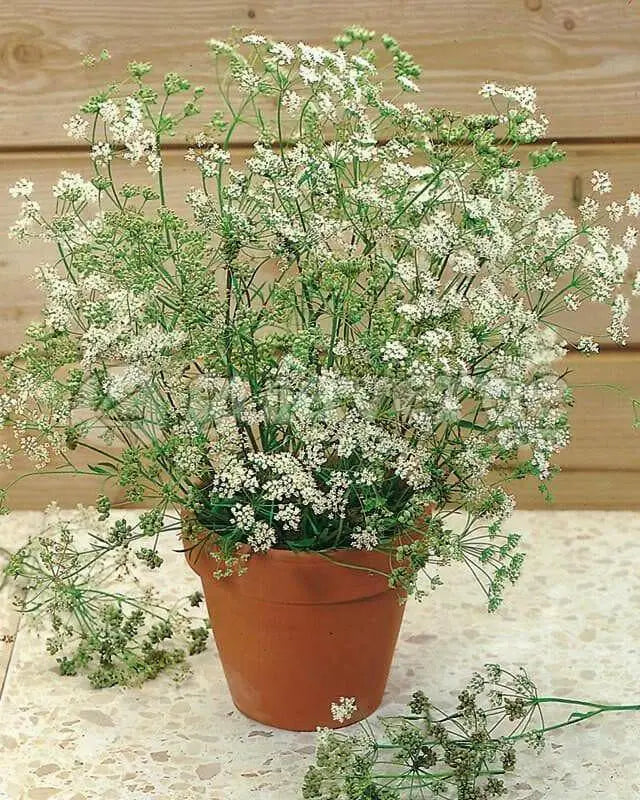 Anise Herb seed, Pimpinella anisum, - Caribbean garden seed