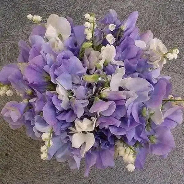 ANNUAL Sweet Peas Seeds -Royal LAVENDER ,Flowers Vine - Caribbean garden seed