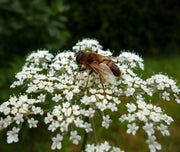 Anise Herb seed, Pimpinella anisum, - Caribbean garden seed