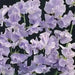 ANNUAL Sweet Peas Seeds -Royal LAVENDER ,Flowers Vine - Caribbean garden seed