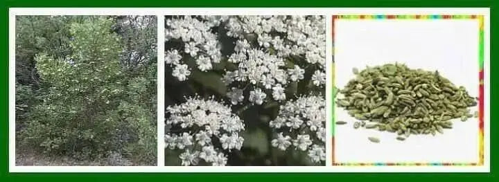 Anise Herb seed, Pimpinella anisum, - Caribbean garden seed