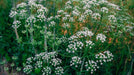 Anise Herb seed, Pimpinella anisum, - Caribbean garden seed