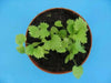 Anise Herb seed, Pimpinella anisum, - Caribbean garden seed
