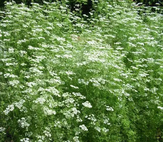 Anise Herb seed, Pimpinella anisum, - Caribbean garden seed