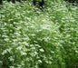 Anise Herb seed, Pimpinella anisum, - Caribbean garden seed