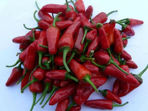 APACHE PEPPER SEED, Capsicum annuum, HOT - Caribbean garden seed