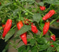 APACHE PEPPER SEED, Capsicum annuum, HOT - Caribbean garden seed