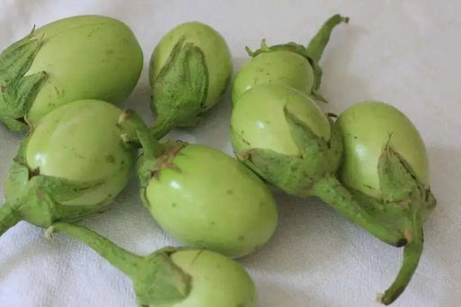 Apple Green Eggplant SEEDS (Solanum melongena) ASIAN VEGETABLE - Caribbean garden seed
