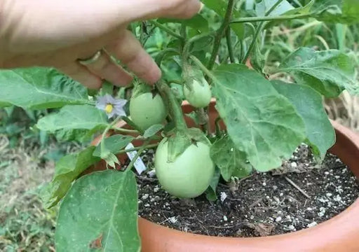 Apple Green Eggplant SEEDS (Solanum melongena) ASIAN VEGETABLE - Caribbean garden seed