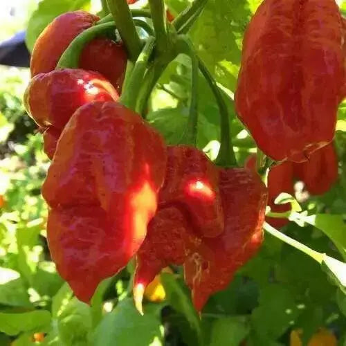 APOCALYPSE Scorpion Pepper Seeds - (Capsicum chinense) Super hot - Caribbean garden seed