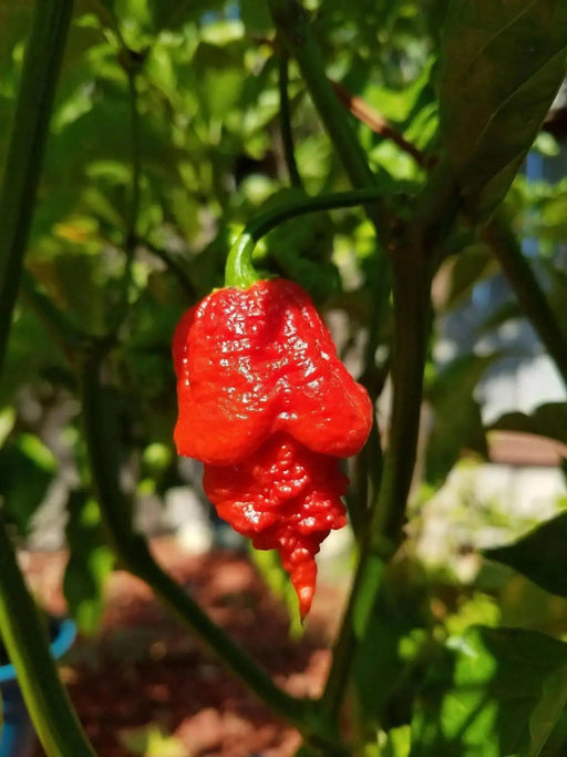 APOCALYPSE Scorpion Pepper Seeds - (Capsicum chinense) Super hot - Caribbean garden seed