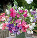 Annual Sweet Pea ‘Bijou Mix’ - Caribbean garden seed