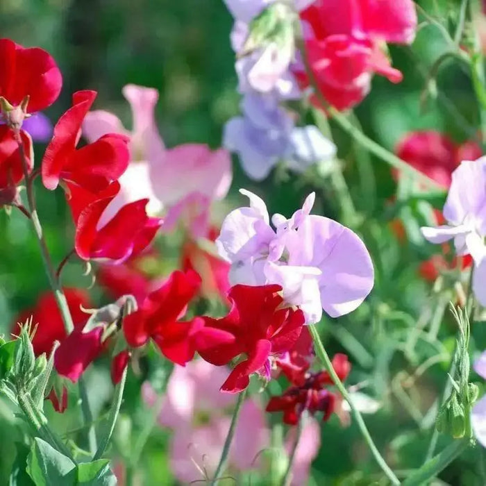 Annual Sweet Pea ‘Bijou Mix’ - Caribbean garden seed