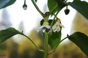 Antohi Romanian ,PEPPER SEEDS (Capsicum Annuum) Sweet Pepper ' - Caribbean garden seed