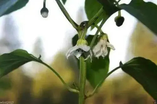 Antohi Romanian ,PEPPER SEEDS (Capsicum Annuum) Sweet Pepper ' - Caribbean garden seed