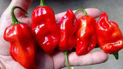 ANTILLES CARIBBEAN Pepper Seed (Capsicum chinense) ,Very hot - Caribbean garden seed