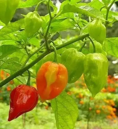 ANTILLES CARIBBEAN Pepper Seed (Capsicum chinense) ,Very hot - Caribbean garden seed