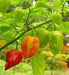ANTILLES CARIBBEAN Pepper Seed (Capsicum chinense) ,Very hot - Caribbean garden seed