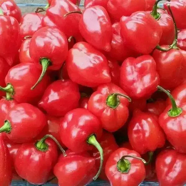ANTILLES CARIBBEAN Pepper Seed (Capsicum chinense) ,Very hot - Caribbean garden seed