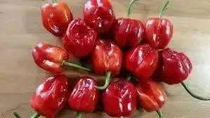 ANTILLES CARIBBEAN Pepper Seed (Capsicum chinense) ,Very hot - Caribbean garden seed