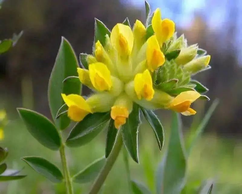 Anthyllis Vulneraria Seeds. Kindney Vetch, Ladies Fingers. - Caribbean garden seed