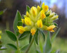 Anthyllis Vulneraria Seeds. Kindney Vetch, Ladies Fingers. - Caribbean garden seed