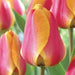 Apeldoorn Elite,Tulip Bulbs - Caribbean garden seed