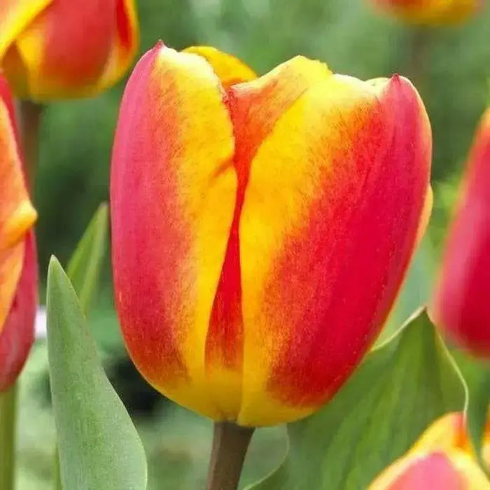 Apeldoorn Elite,Tulip Bulbs - Caribbean garden seed