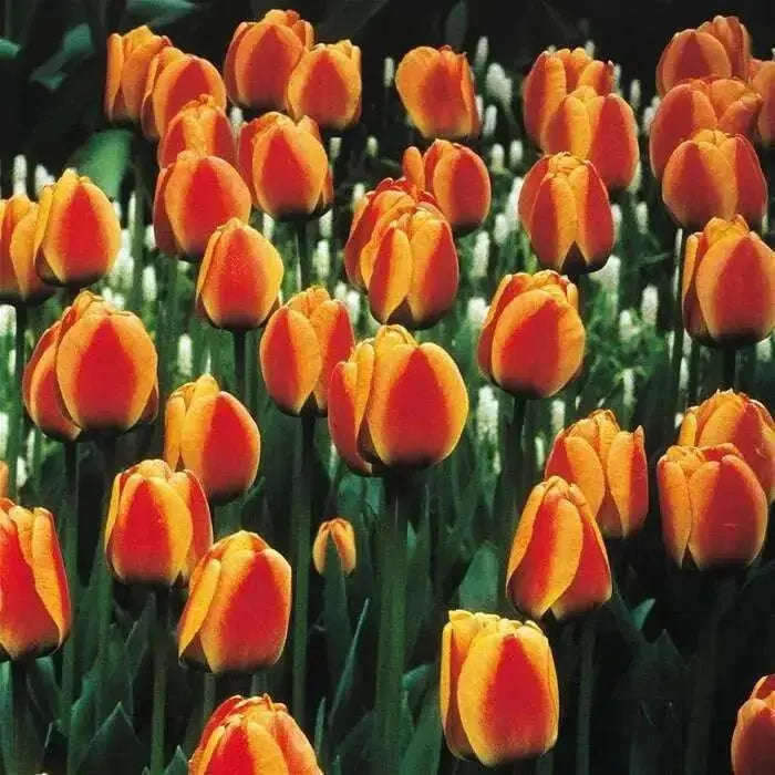 Apeldoorn Elite,Tulip Bulbs - Caribbean garden seed
