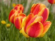 Apeldoorn Elite,Tulip Bulbs - Caribbean garden seed