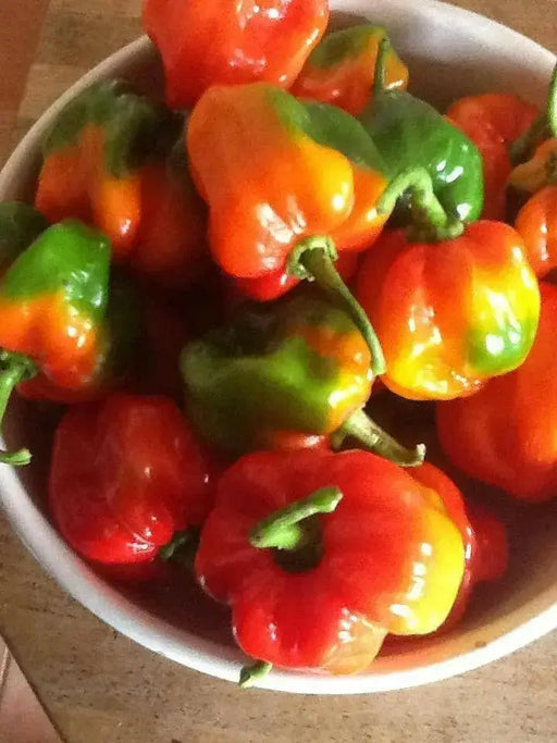 Antiguan Scotch Bonnet Pepper Seeds ( Capsicum chinense ) CARIBBEAN PRODUCT - Caribbean garden seed