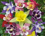 Aquilegia Columbine MCKANA MIX (Bare root) perennial - Caribbean garden seed