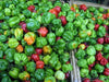 Antiguan Scotch Bonnet Pepper Seeds ( Capsicum chinense ) CARIBBEAN PRODUCT - Caribbean garden seed