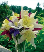 Aquilegia Columbine MCKANA MIX (Bare root) perennial - Caribbean garden seed