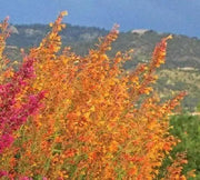 Apricot Sprite, Hummingbird Mint ,Hyssop  Seeds, - Caribbean garden seed