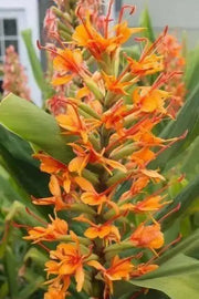 Apricot Sprite, Hummingbird Mint ,Hyssop  Seeds, - Caribbean garden seed