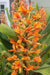 Apricot Sprite, Hummingbird Mint ,Hyssop  Seeds, - Caribbean garden seed