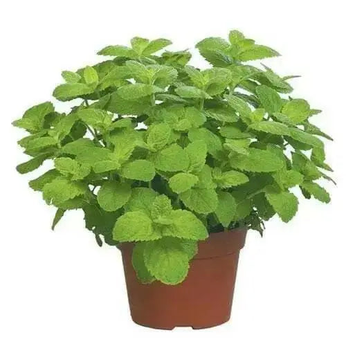 Applemint, Herb Seeds -  Mentha suaveolens . - Caribbean garden seed