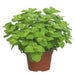 Applemint, Herb Seeds -  Mentha suaveolens . - Caribbean garden seed