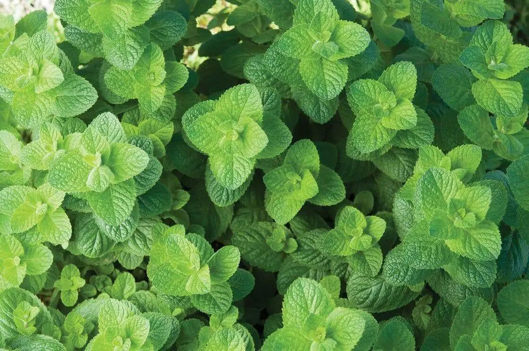 Applemint, Herb Seeds -  Mentha suaveolens . - Caribbean garden seed