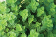 Applemint, Herb Seeds -  Mentha suaveolens . - Caribbean garden seed