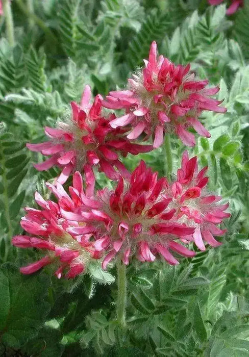 Anthyllis Montana Rubra Flowers Seed. Kindney Vetch, Ladies Fingers. great for borders - Caribbean garden seed