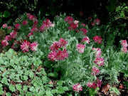 Anthyllis Montana Rubra Flowers Seed. Kindney Vetch, Ladies Fingers. great for borders - Caribbean garden seed